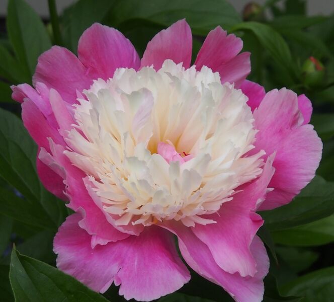 Bowl Of Beauty Peony