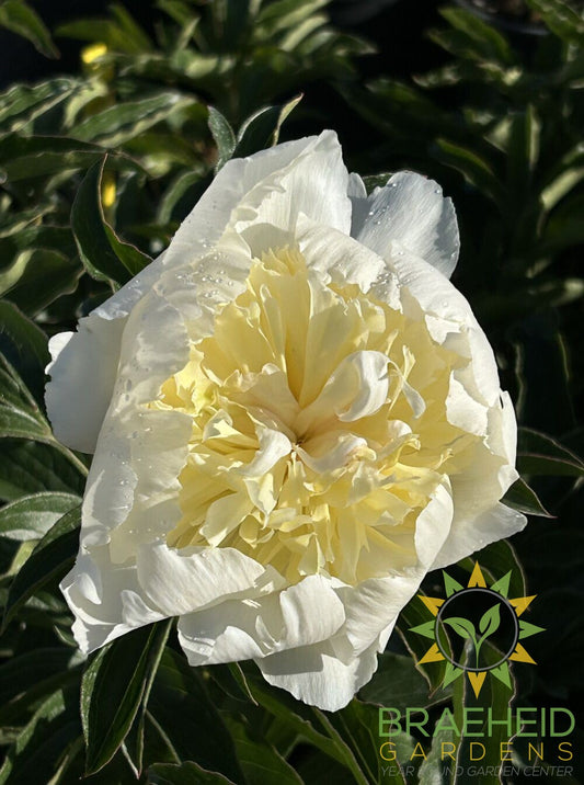 Bowl Of Cream Peony