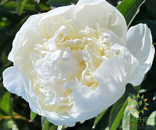 Duchesse de Nemours Peony - NO SHIP -