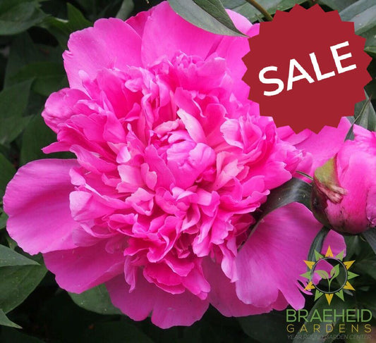 Pink Memorial Day Peony - NO SHIP -