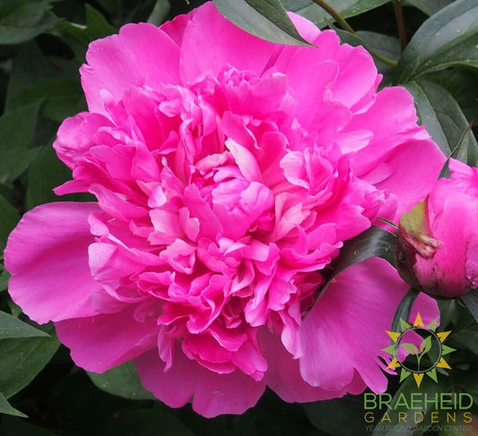 Pink Memorial Day Peony - NO SHIP -