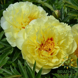Bartzella Itoh Peony - NO SHIP -