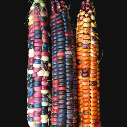 Painted Mountain Corn