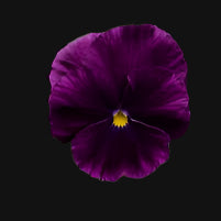 Pansy
