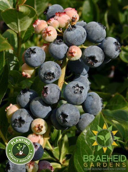 Buy Patriot Blueberry an Edible Shrub in Grande Prairie Alberta - Braeheid Gardens Ltd.