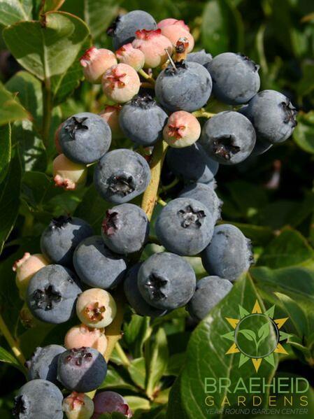 Buy Patriot Blueberry an Edible Shrub in Grande Prairie Alberta - Braeheid Gardens Ltd.