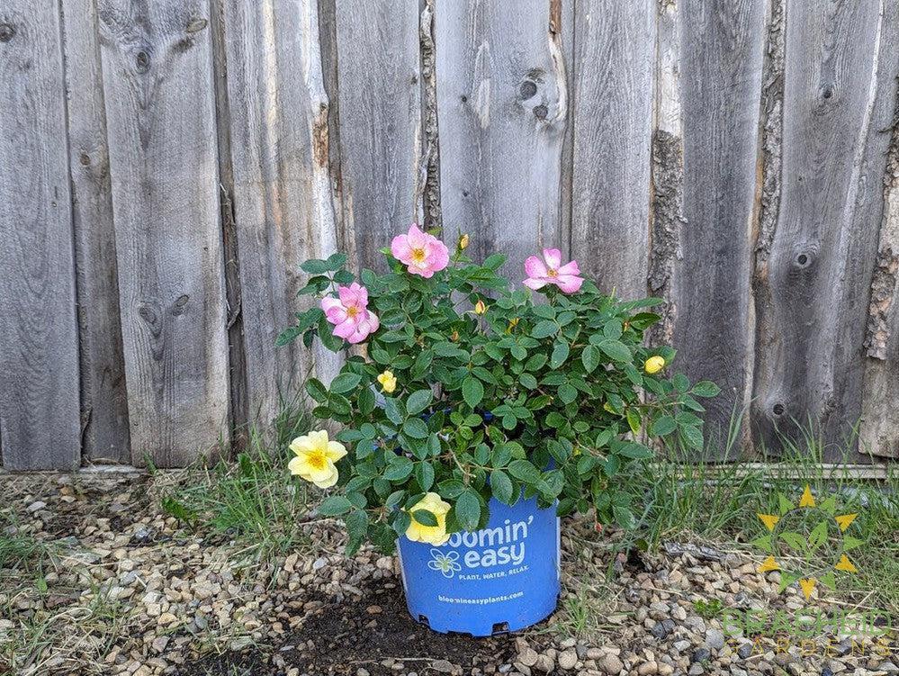 Peach Lemonade™ Rose