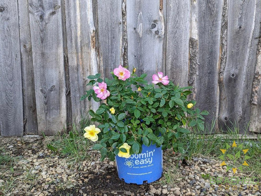 Peach Lemonade™ Rose