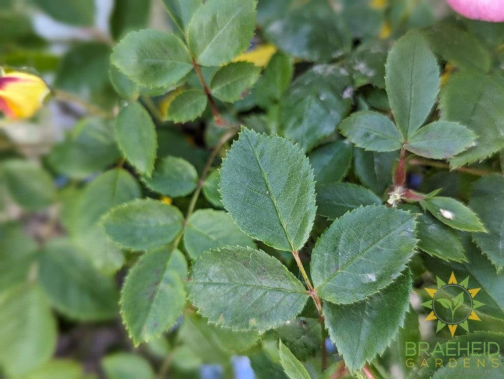 Peach Lemonade™ Rose