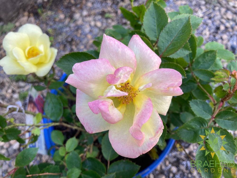 Peach Lemonade™ Rose