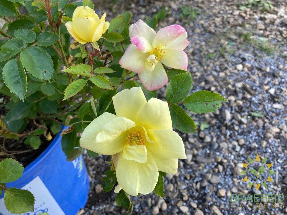 Peach Lemonade™ Rose