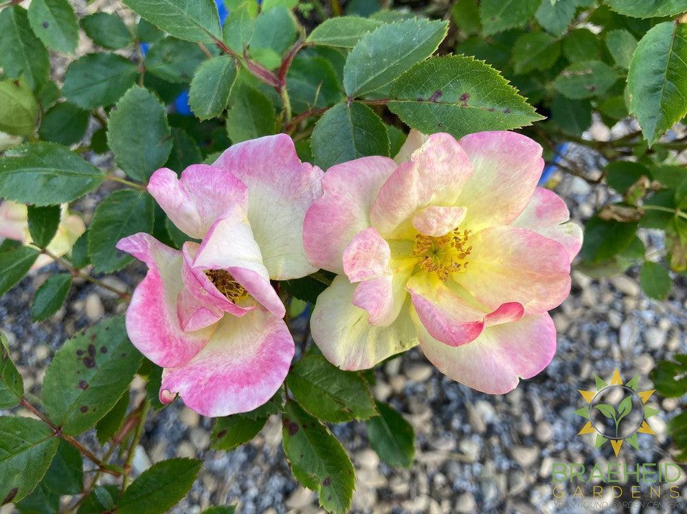 Peach Lemonade™ Rose