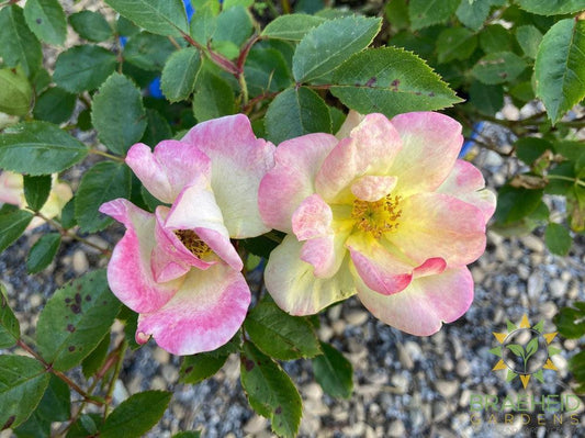 Peach Lemonade™ Rose