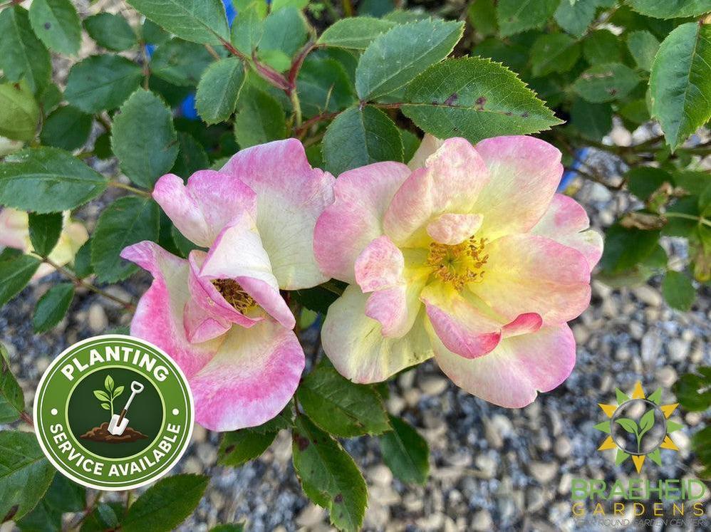 Peach Lemonade™ Rose