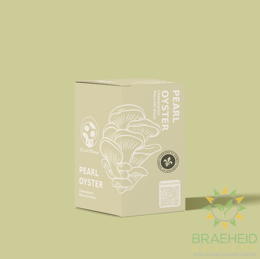 Pearl Oyster Mushroom Kit