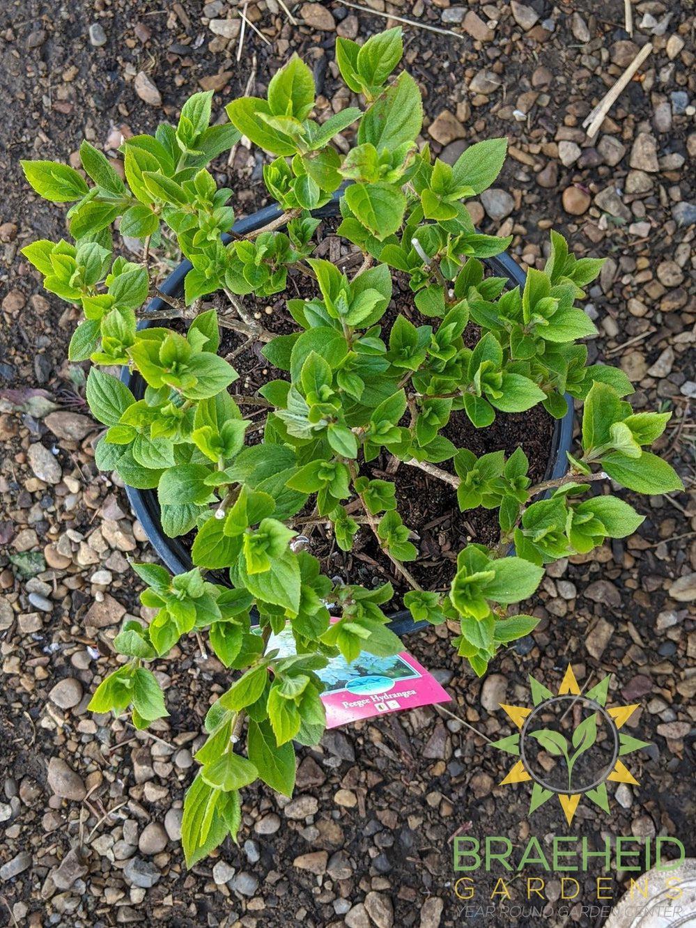 Peegee Hydrangea