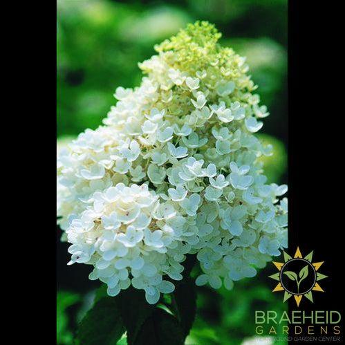 Peegee Hydrangea