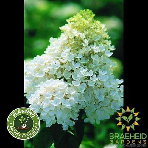 Peegee Hydrangea