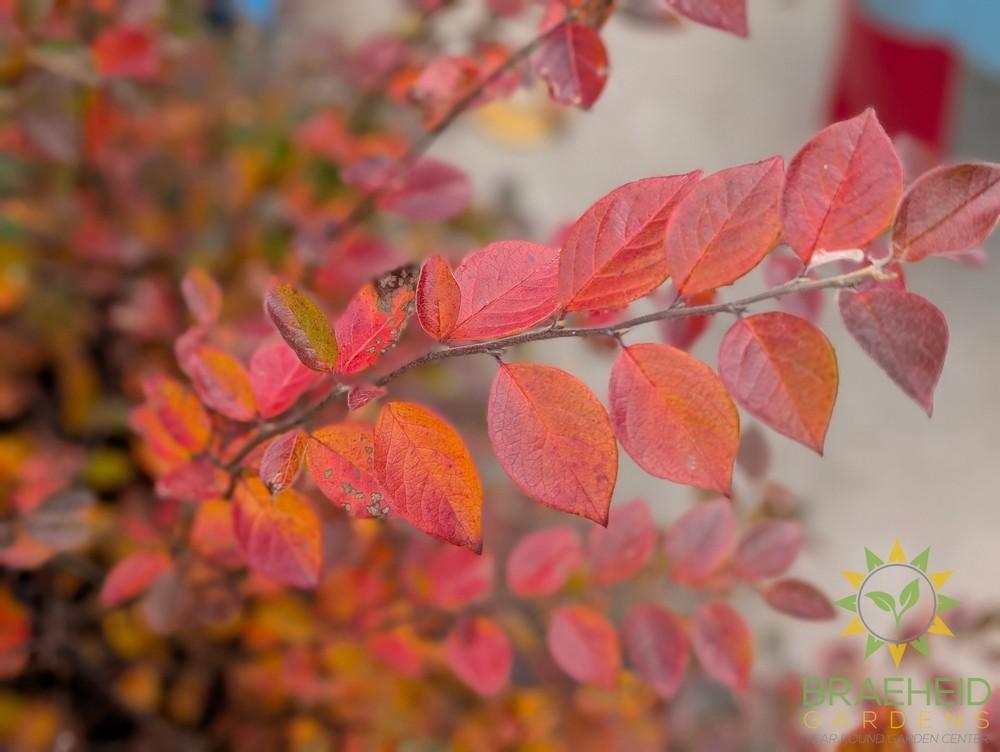 Peking/Hedge Cotoneaster