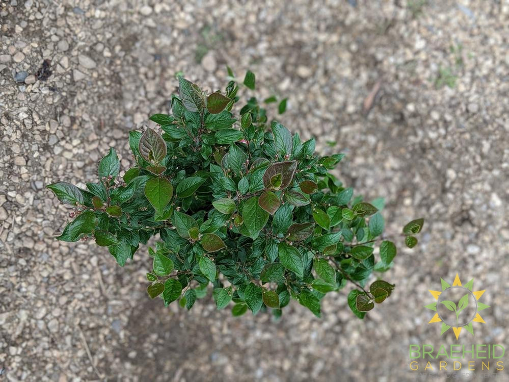 Peking/Hedge Cotoneaster