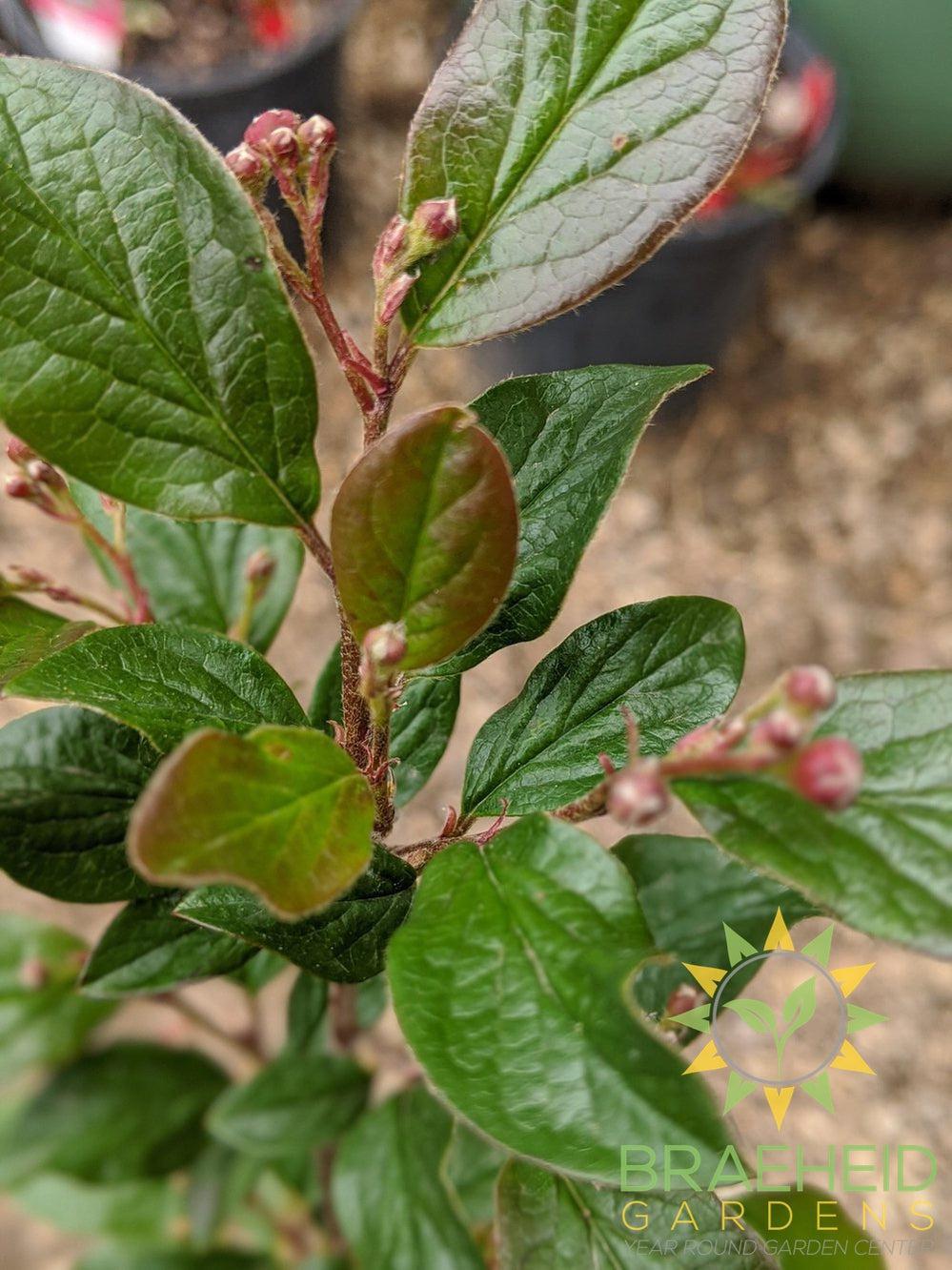 Peking/Hedge Cotoneaster