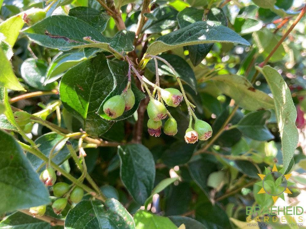 Peking/Hedge Cotoneaster