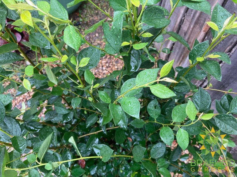 Peking/Hedge Cotoneaster