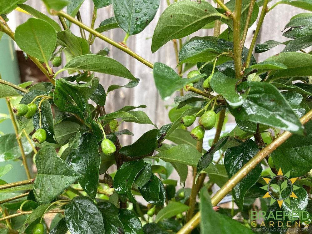 Peking/Hedge Cotoneaster