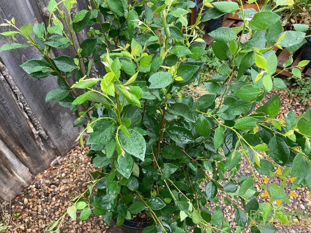 Peking/Hedge Cotoneaster