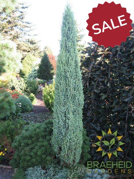 Pencil Point Juniper