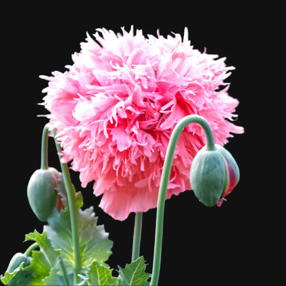 Peony Poppy