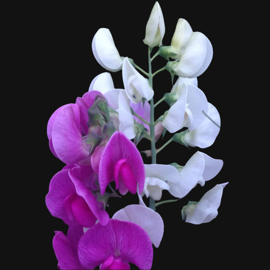 Perennial Sweet Pea