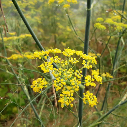Perennial Fennel