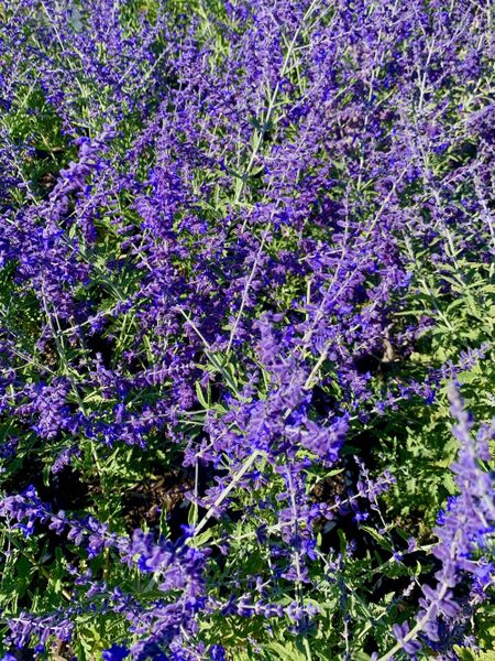 Crazy Blue Russian Sage