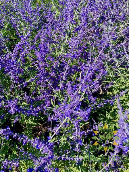 Crazy Blue Russian Sage