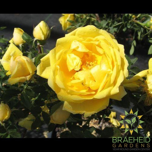 Persian Yellow Rose