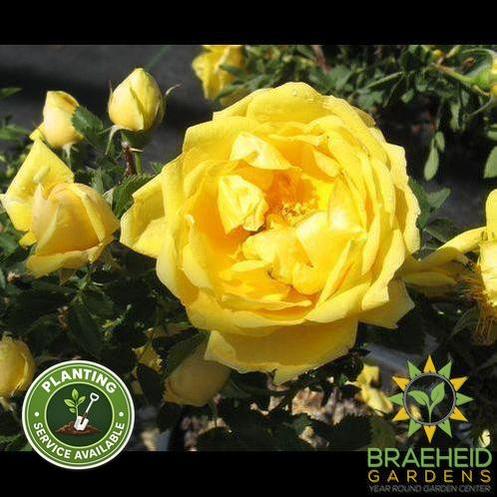 Persian Yellow Rose