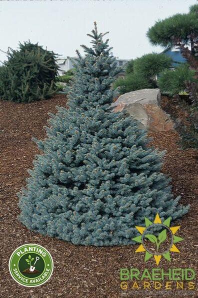 Baby Blue Eyes Spruce
