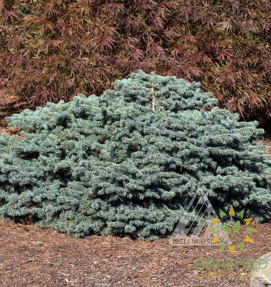 Waldbrunn Dwarf Blue Spruce