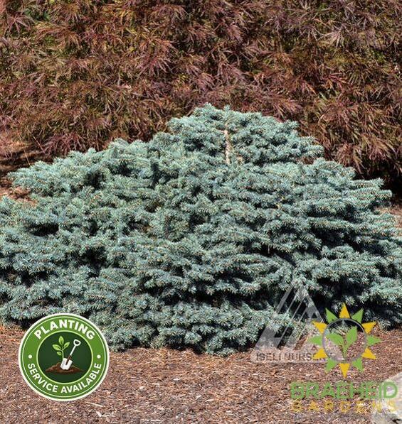 Waldbrunn Dwarf Blue Spruce