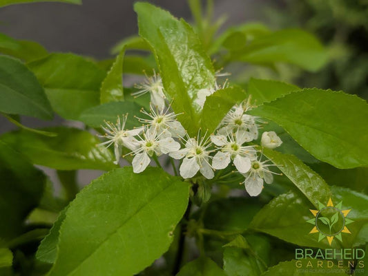 Pin Cherry shrub