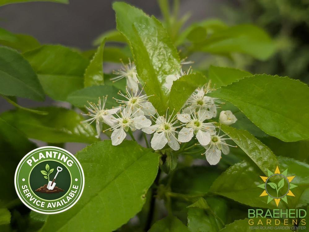 Pin Cherry shrub