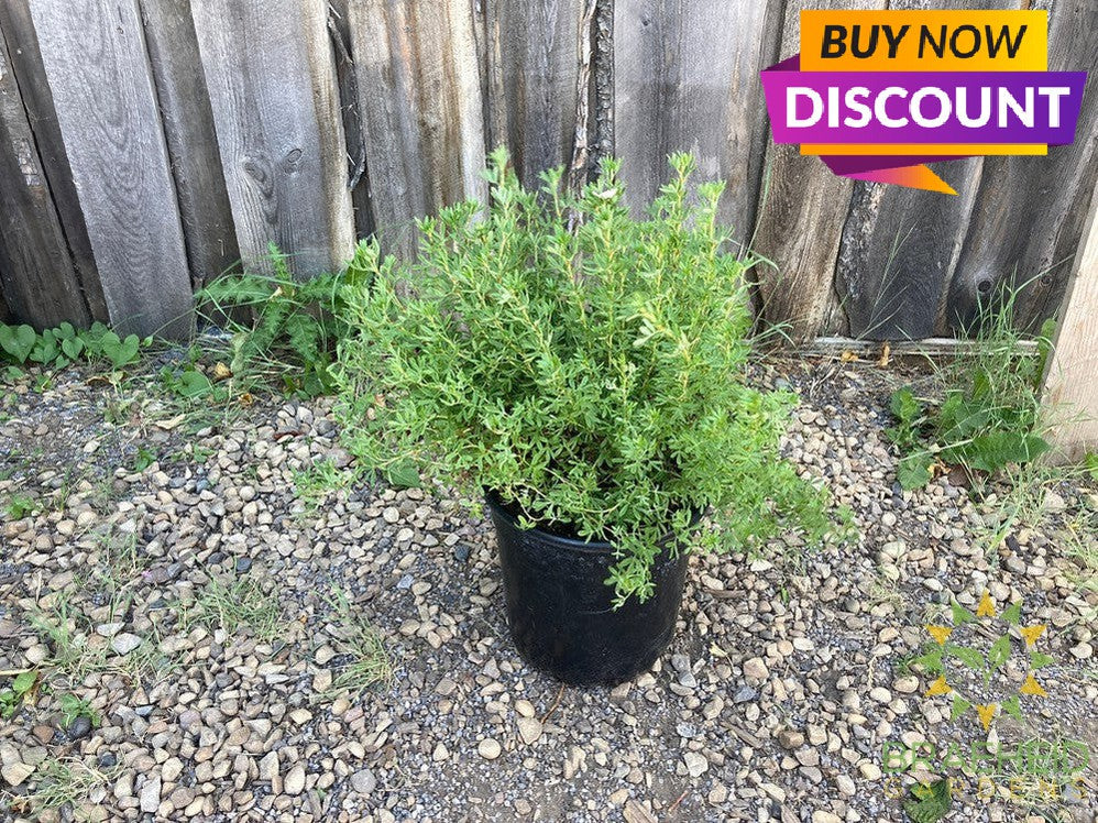 Pink Beauty Potentilla