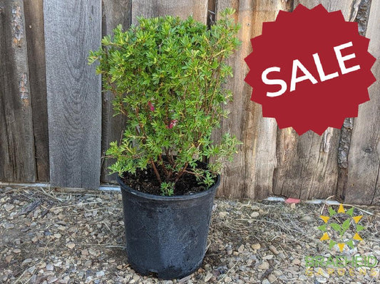 Pink Beauty Potentilla