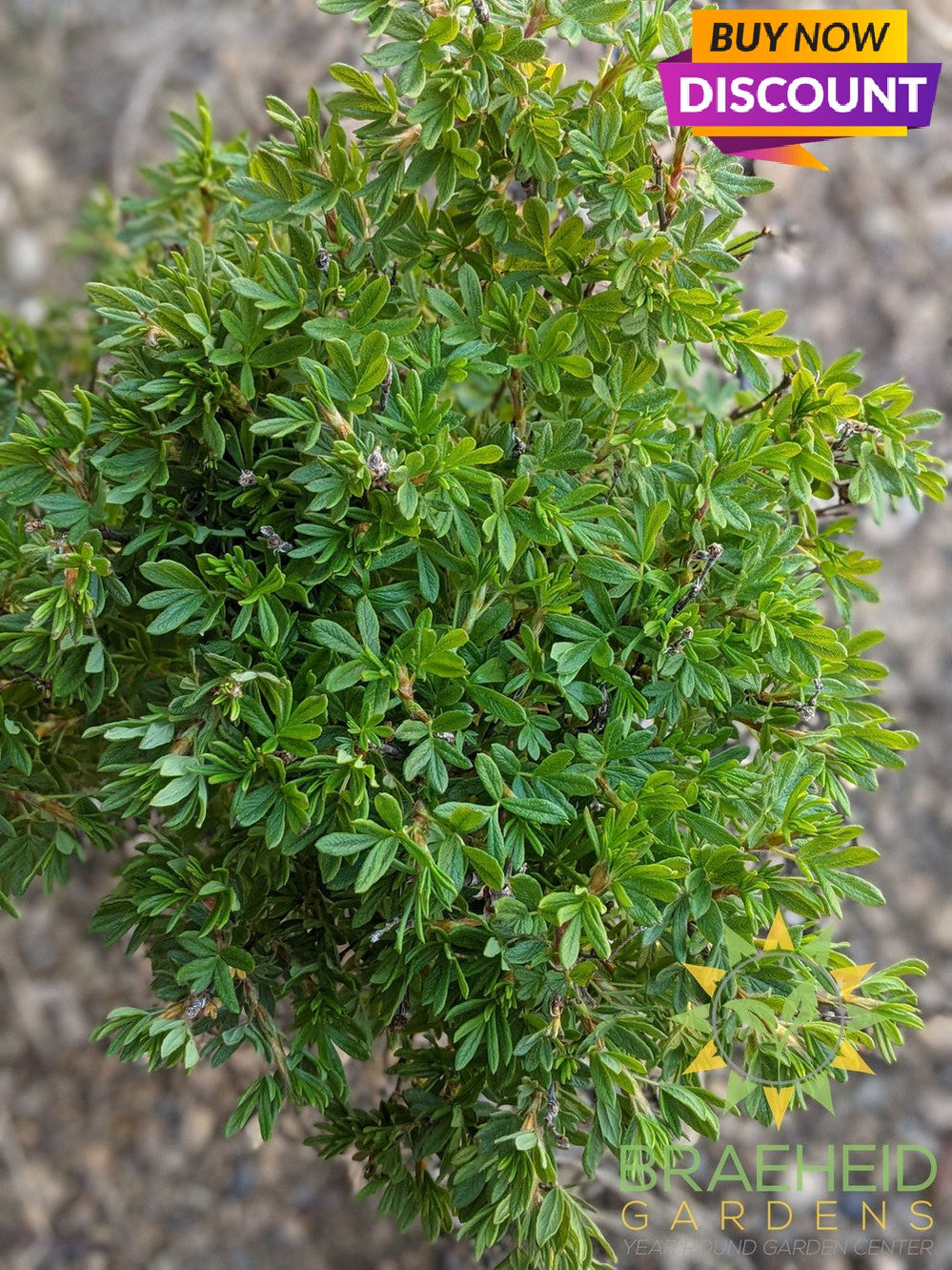 Pink Beauty Potentilla