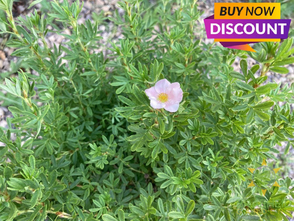 Pink Beauty Potentilla