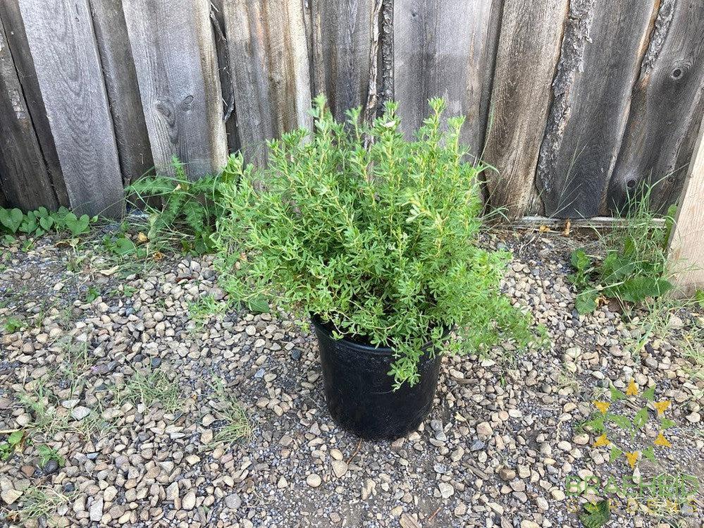 Pink Beauty Potentilla