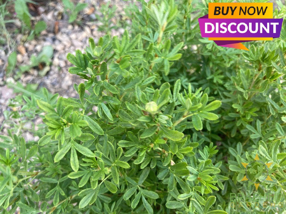 Pink Beauty Potentilla