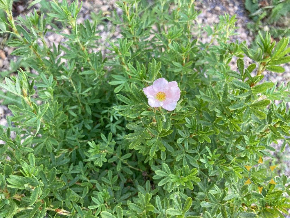 Pink Beauty Potentilla