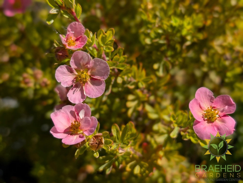 Pink Beauty Potentilla